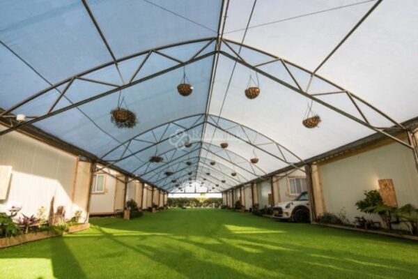 דרך הנרקיסים הצהובה