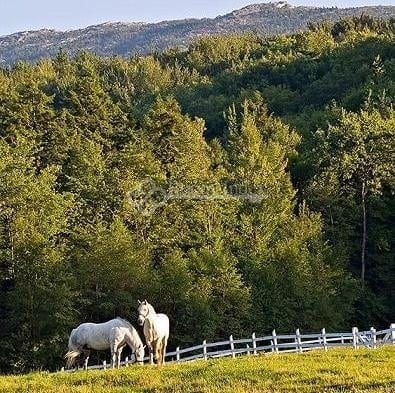 סוויטות לשם חיפה