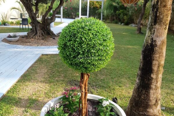 קיארה סוויט