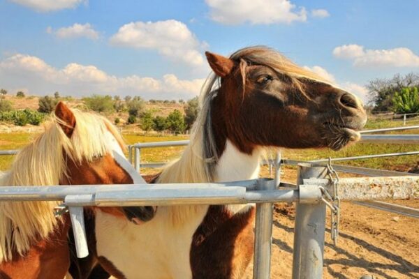 אחוזת ציפורי ספא ואירוח בגליל