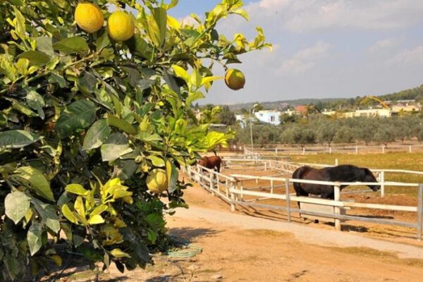 אחוזת ציפורי ספא ואירוח בגליל