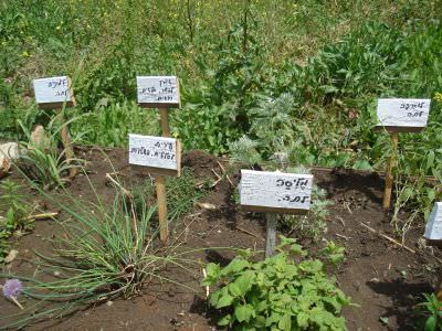 גן עדן בבוסתן הגליל