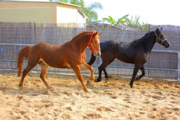מלון בוטיק בכפר