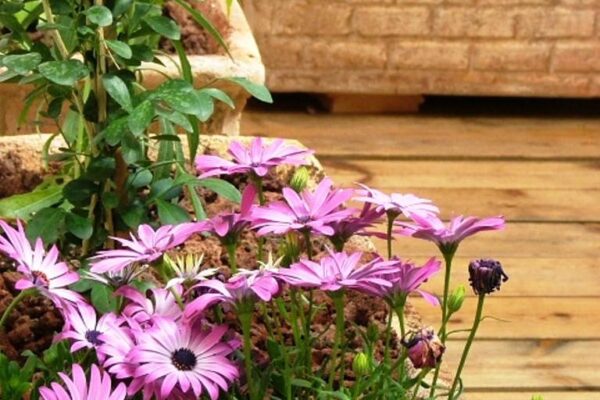 צימרייז ZIMMERISE