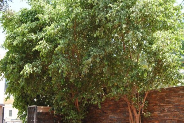 רומנטי בכפר