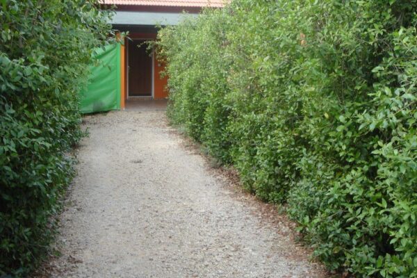 בין עצי הזית – מחלף לטרון