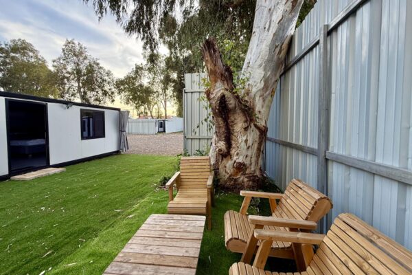 אקליפטוס בחורשה