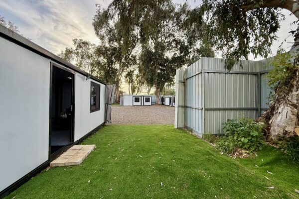 אקליפטוס בחורשה