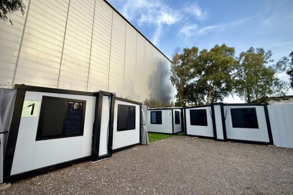 אקליפטוס בחורשה