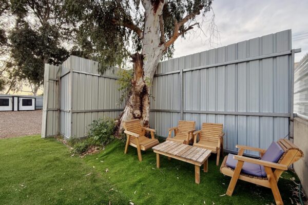 אקליפטוס בחורשה