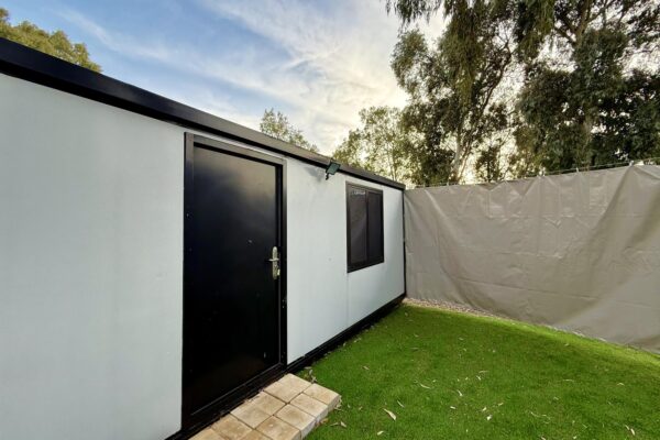 אקליפטוס בחורשה